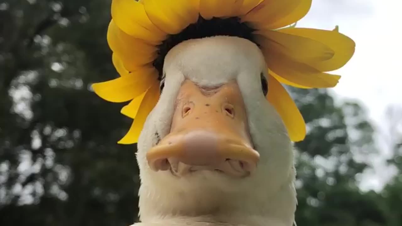 duck +sunflower