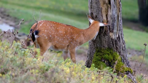 The beauty of the antelope in nature