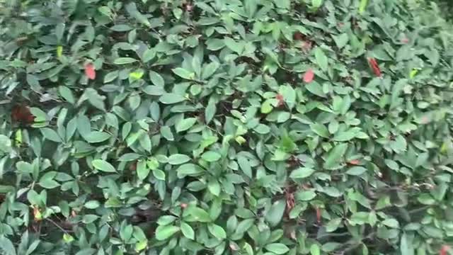 Gardener's planting works