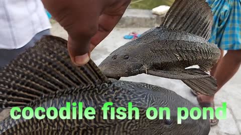 A unique fish