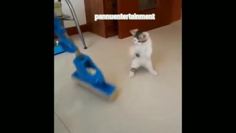 Puppy and cat funny videos 😂 comedy