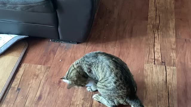 A cat on the hunt for fish.