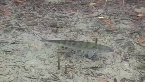 wildlife