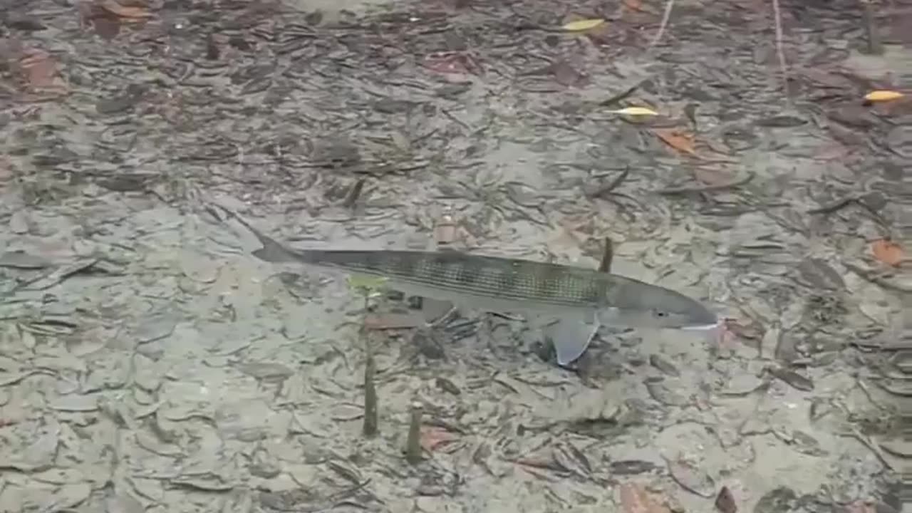 wildlife