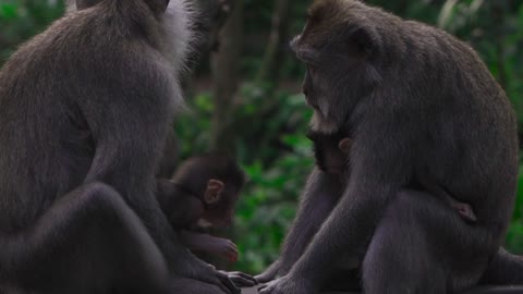 Funny Monkey Videos - A Funny Monkeys Compilation 2022