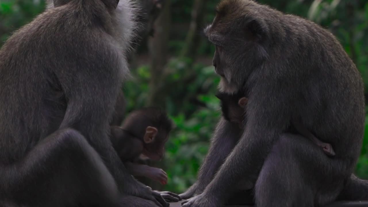 Funny Monkey Videos - A Funny Monkeys Compilation 2022