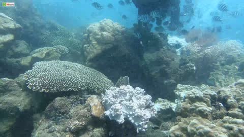 Unveiled Diving Experience Coral Reef In Nha Trang, Vietnam ^^