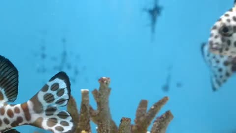 "Underwater Tranquility: Relaxing Music with Beautiful Tropical Fish" 😊😍
