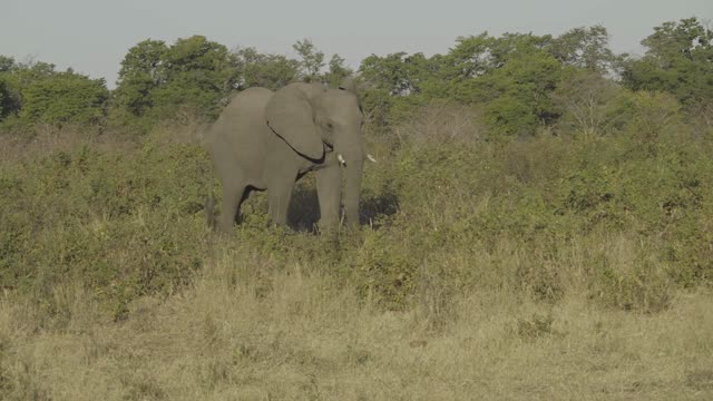 african elephant walking through bush