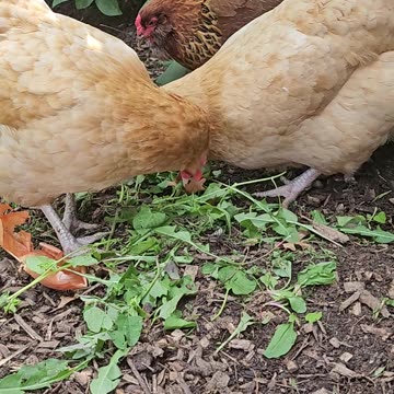 OMC! Adorable chickens including the precious Brownie dining on greens together! #chickens #hens