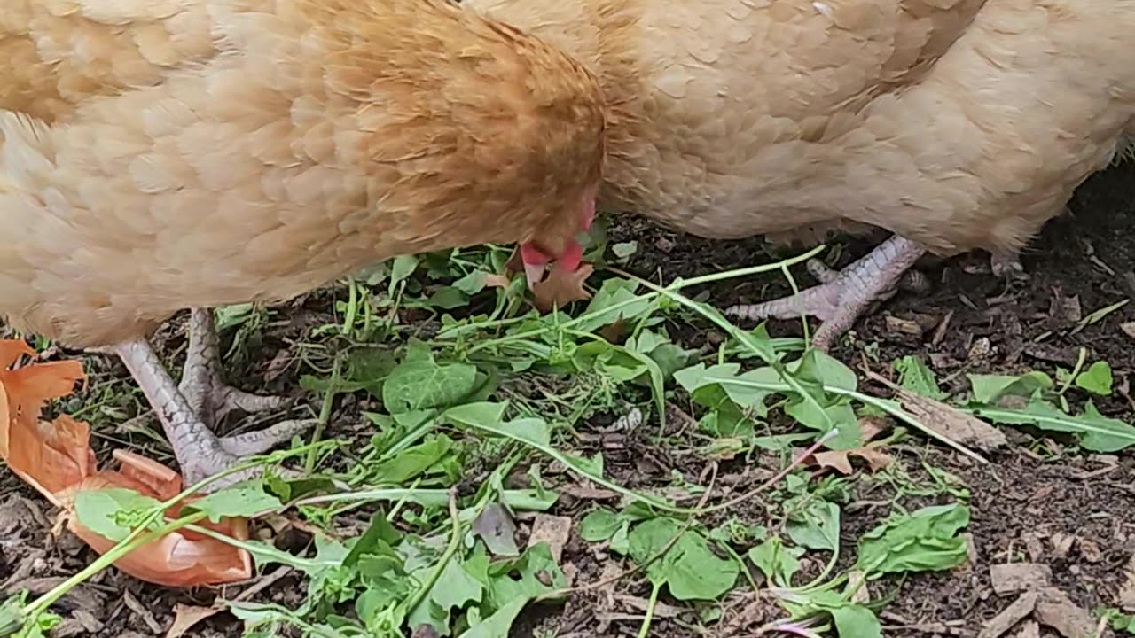 OMC! Adorable chickens including the precious Brownie dining on greens together! #chickens #hens