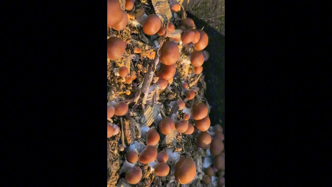 Ps. Allenii & Ps. Cyanescens Growing in Fabric Pots