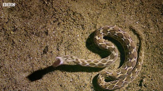 Comparing the Spectacled Cobra Bite vs Saw Scaled Viper Bite in SLOW-MO | BBC Earth