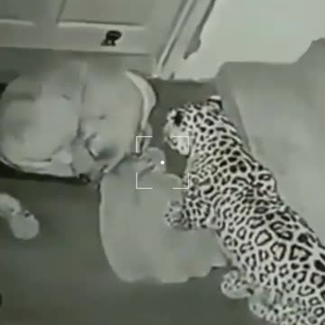 Shocking 😱 Footage - Leopard attack on security dog! 😱😰😰 #viralvideo #youtubeshorts #shorts #leopard