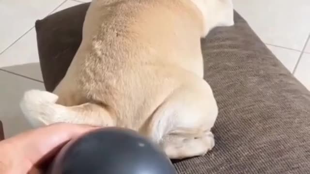 funny dog video