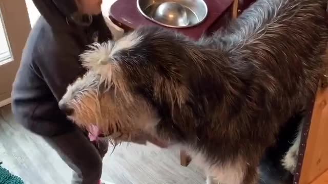 Doggies Sit Up for Dinnertime