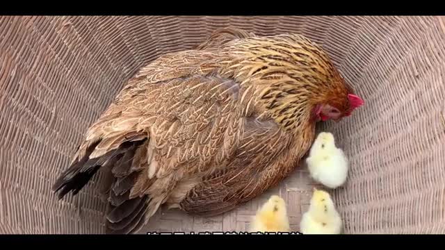 hen hatching chicken baby