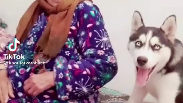 Funny Dog Videos 2021 🤦♂️