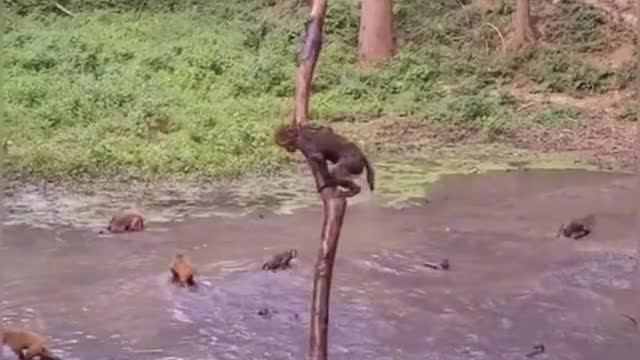 Funny Monkeys