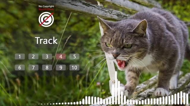 Angry Cat Sound Effect | Cat Noises To Attract Cats | Cat Sound | HQ 😁🐽