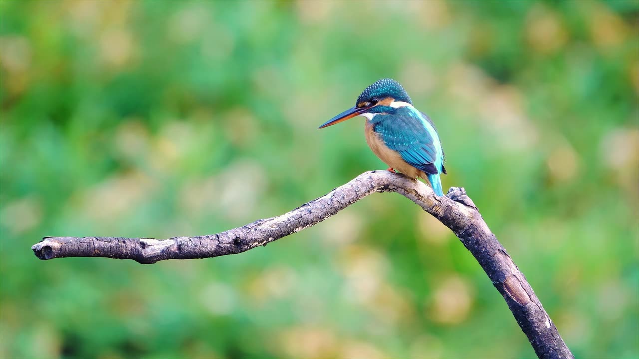 King Fisher