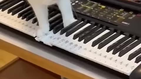 Funny cats and dogs 🐕😂 funniest animal videos