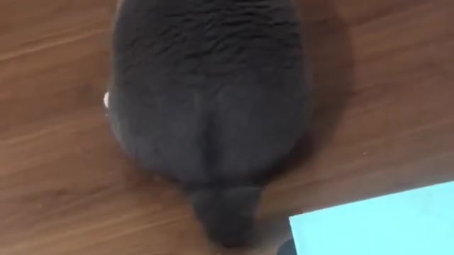 Cat - pig