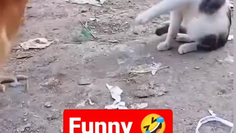 cat and chicken fight