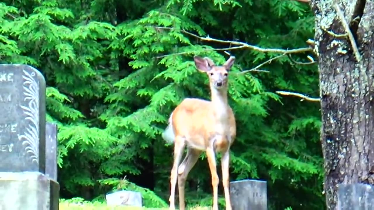 Deer cervidae in forest amazing