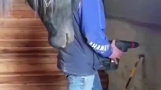 Supervisor's horse
