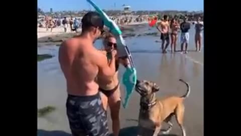 Funniest Animals 🐧 - Best Of The Funny Animal Videos 😁 - Cutest Animals Ever