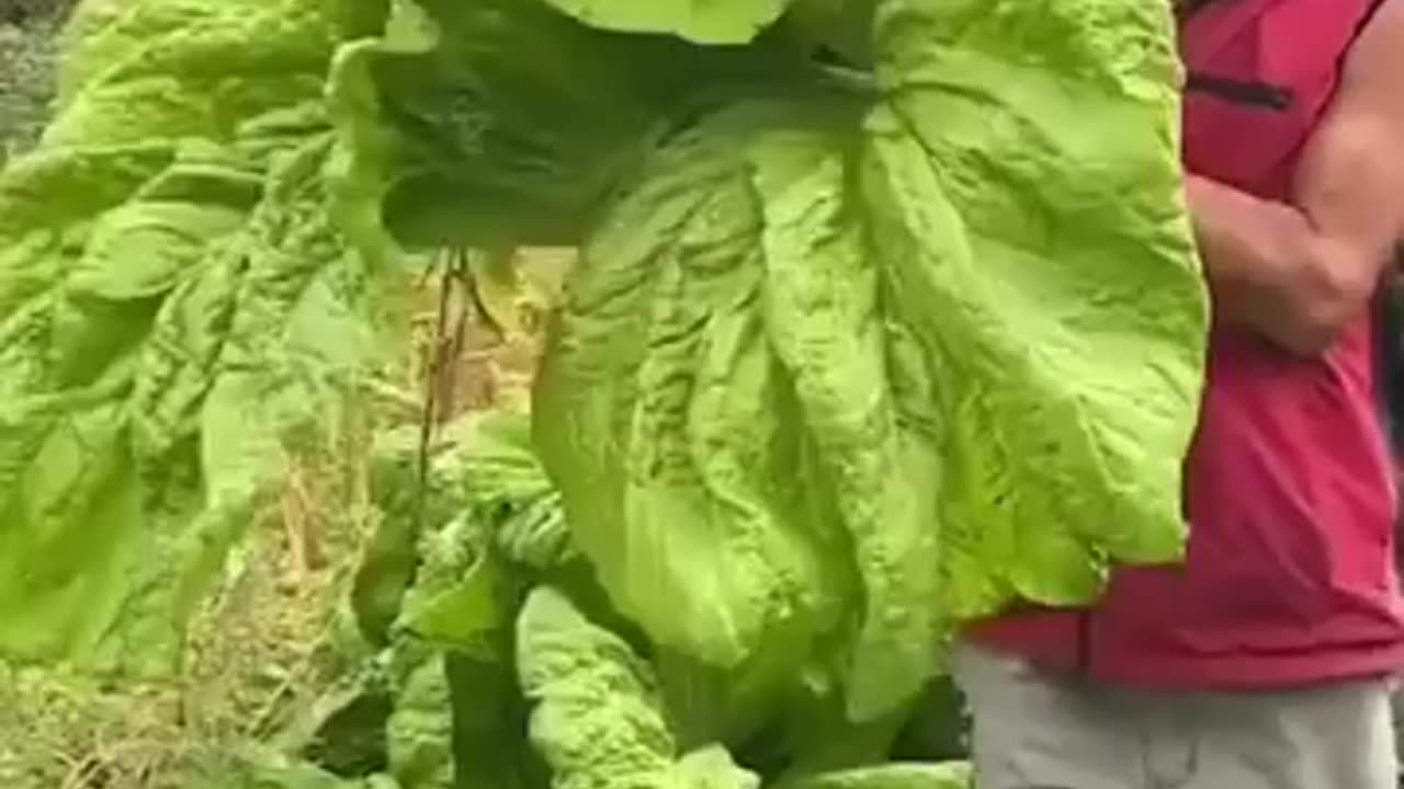 when you throw so many chemicals on the salad that it becomes bigger than a man