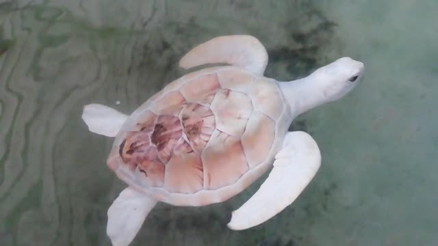 TAKING CARE PRICELESS & RAREST WHITE ( ALBINO ) TURTLE | Albino Animals | Animal Videos |