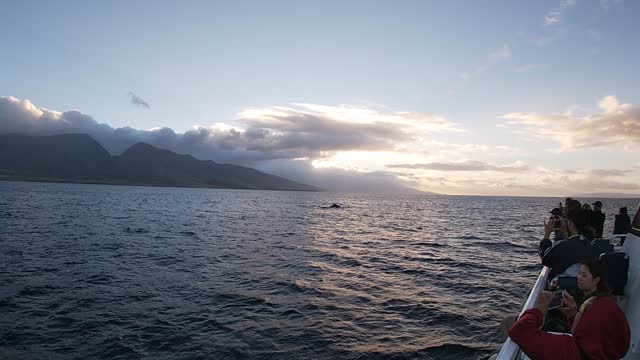 Whale watching Maui