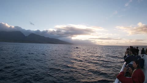 Whale watching Maui