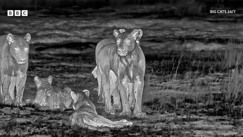 10 lions have a midnight feast 🦁 - BBC