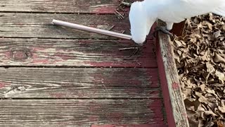 Cockatoo Turns Wind Chime Tube Into Toy