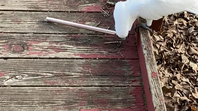 Cockatoo Turns Wind Chime Tube Into Toy