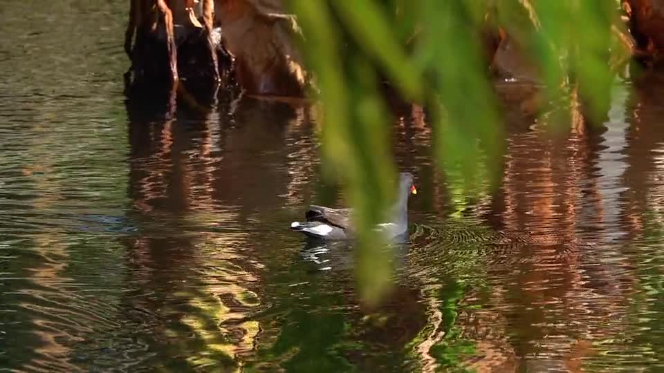 birds-paddy-rice-nature-peace