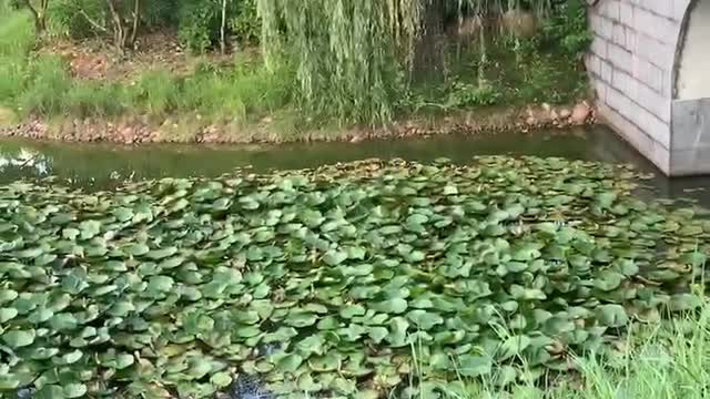 Walk by the lake