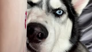 Husky I saw your big face when I opened my eyes in the morning