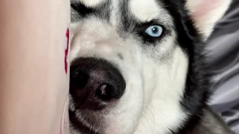 Husky I saw your big face when I opened my eyes in the morning