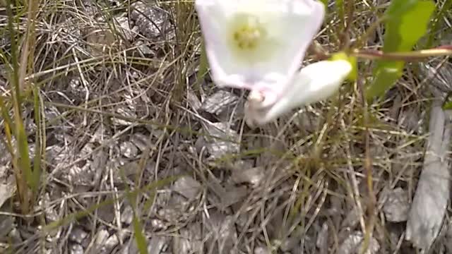 Field Bindweed