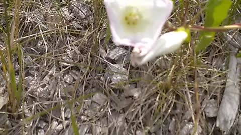 Field Bindweed