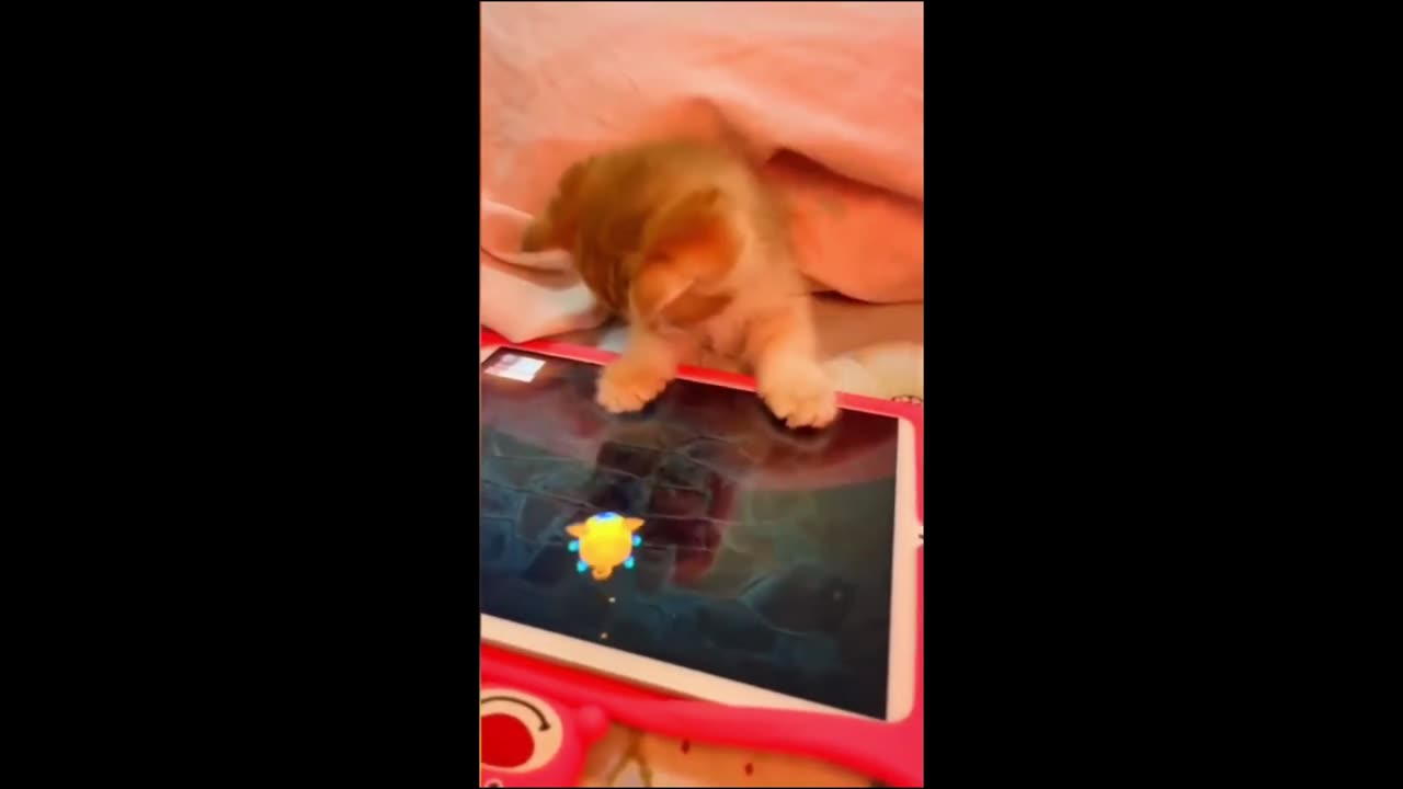 Funny animals - Funny cats / dogs - Funny animal videos 2024 /Haypyy Pett