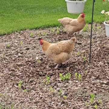OMC! Summertime hunt for worms and grubs - Whitey is a Maverick! 🐔🤯🤣 #chickens #maverick #shorts