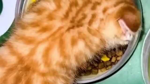 Baby-cats cute - funny cate video