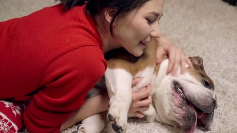 charming asian girl loves and caresses a cute funny bulldog under the Christmas tree