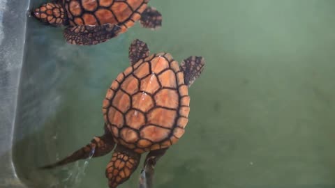 Baby turtles swimming in pool at Kosgoda Lagoon Turtle hatchery