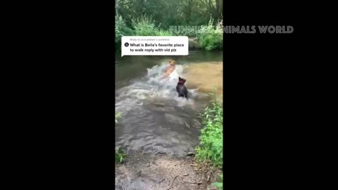 funny animal videos